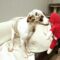 Gertie
