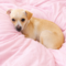 Dolly