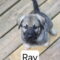 Ray