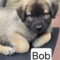 Bob