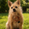 Scrappy