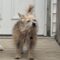 Scrappy