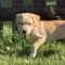 Scout