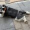 Wally